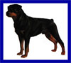 Click here for more detailed Rottweiler breed information and available puppies, studs dogs, clubs and forums